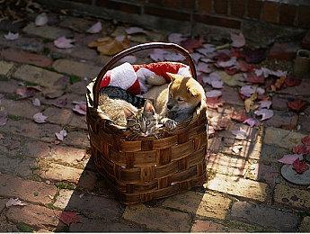 烛龙新作《白荆回廊》1月12日上线 预约人数破千万